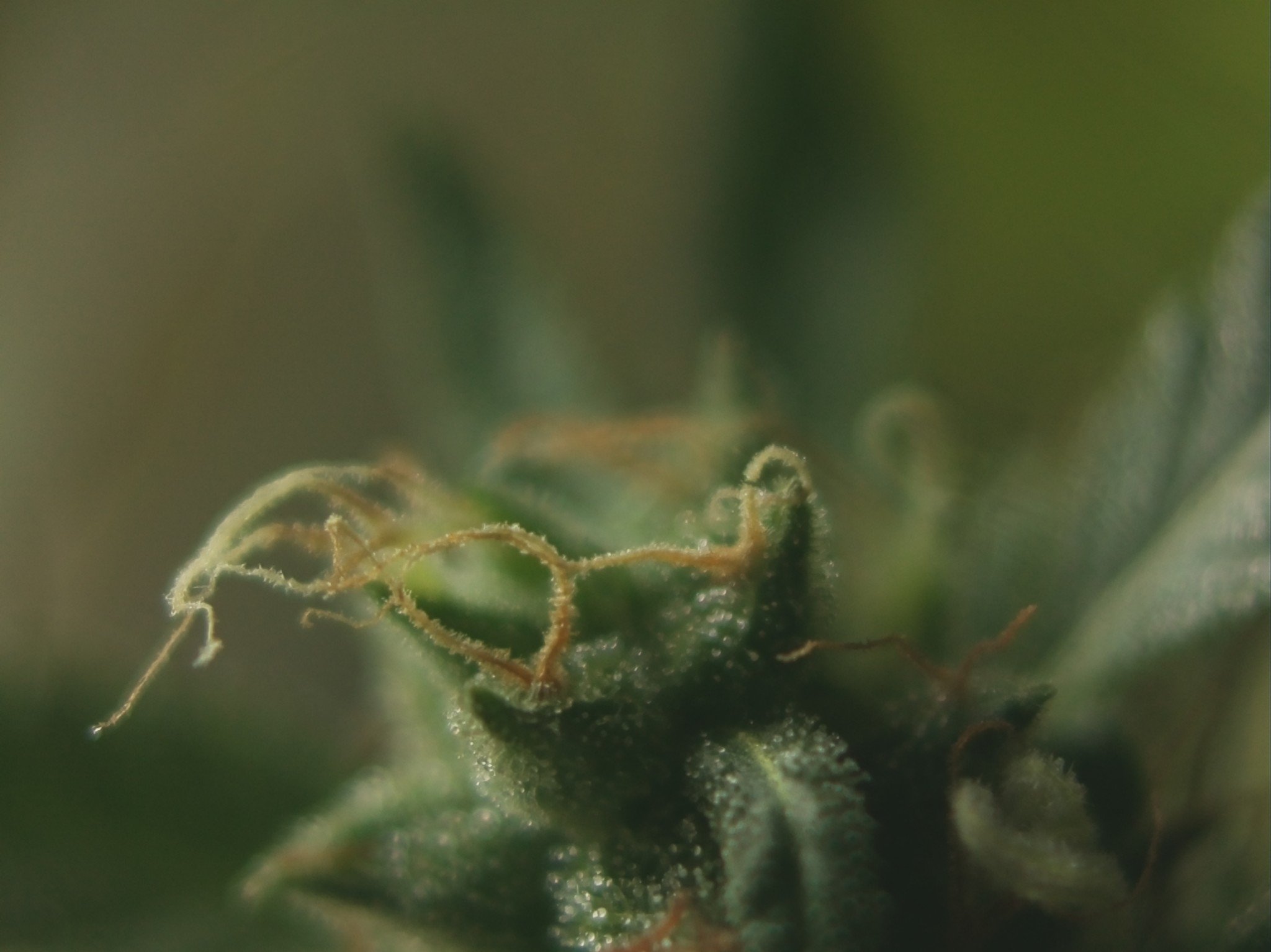 GINGRUDERALIS