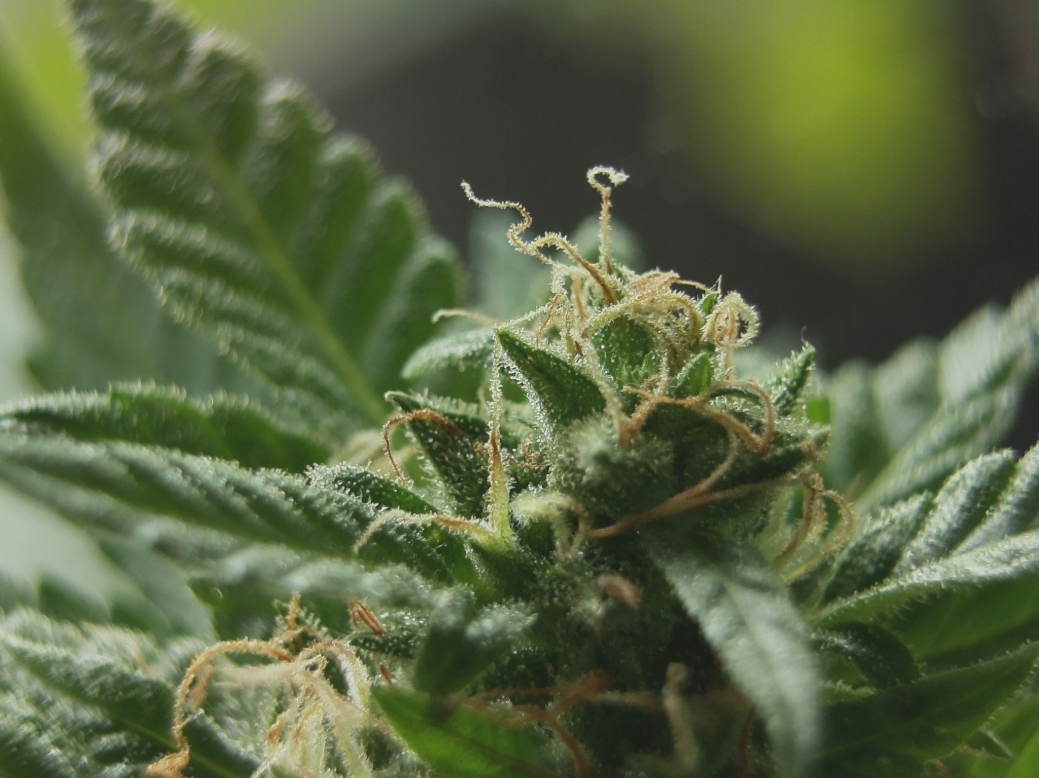 GINGRUDERALIS