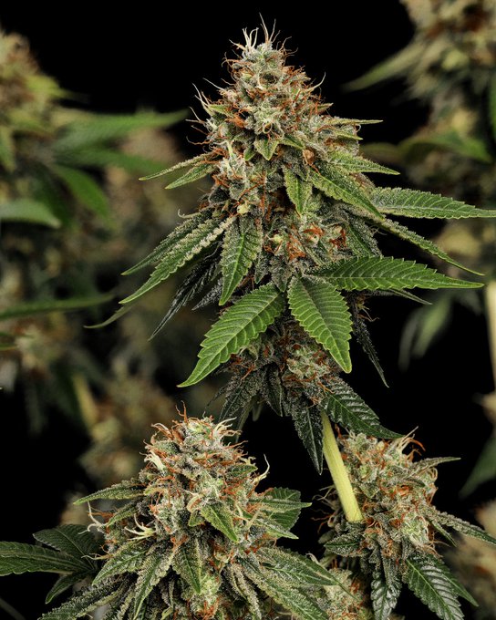 paradiseseeds