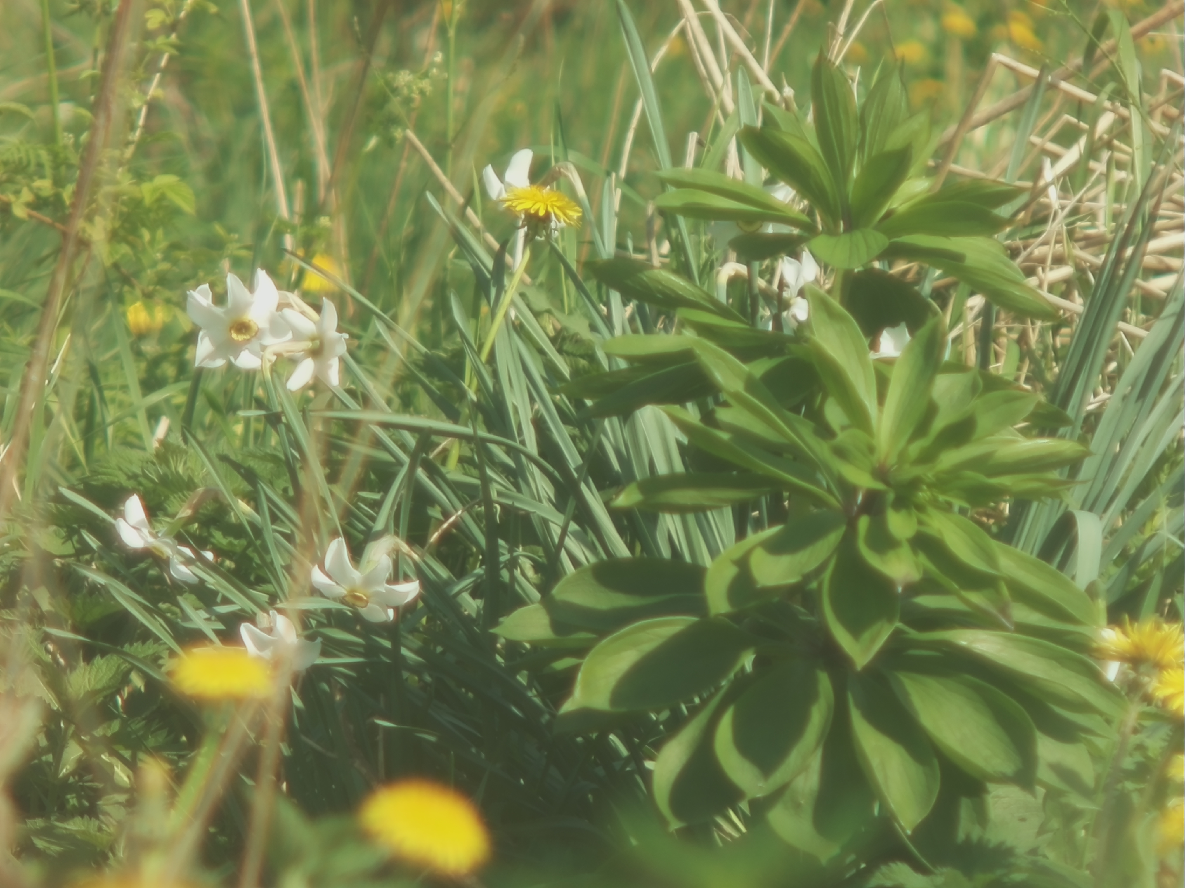 GinG Ruderalis wazup? GINGRUDERALIS