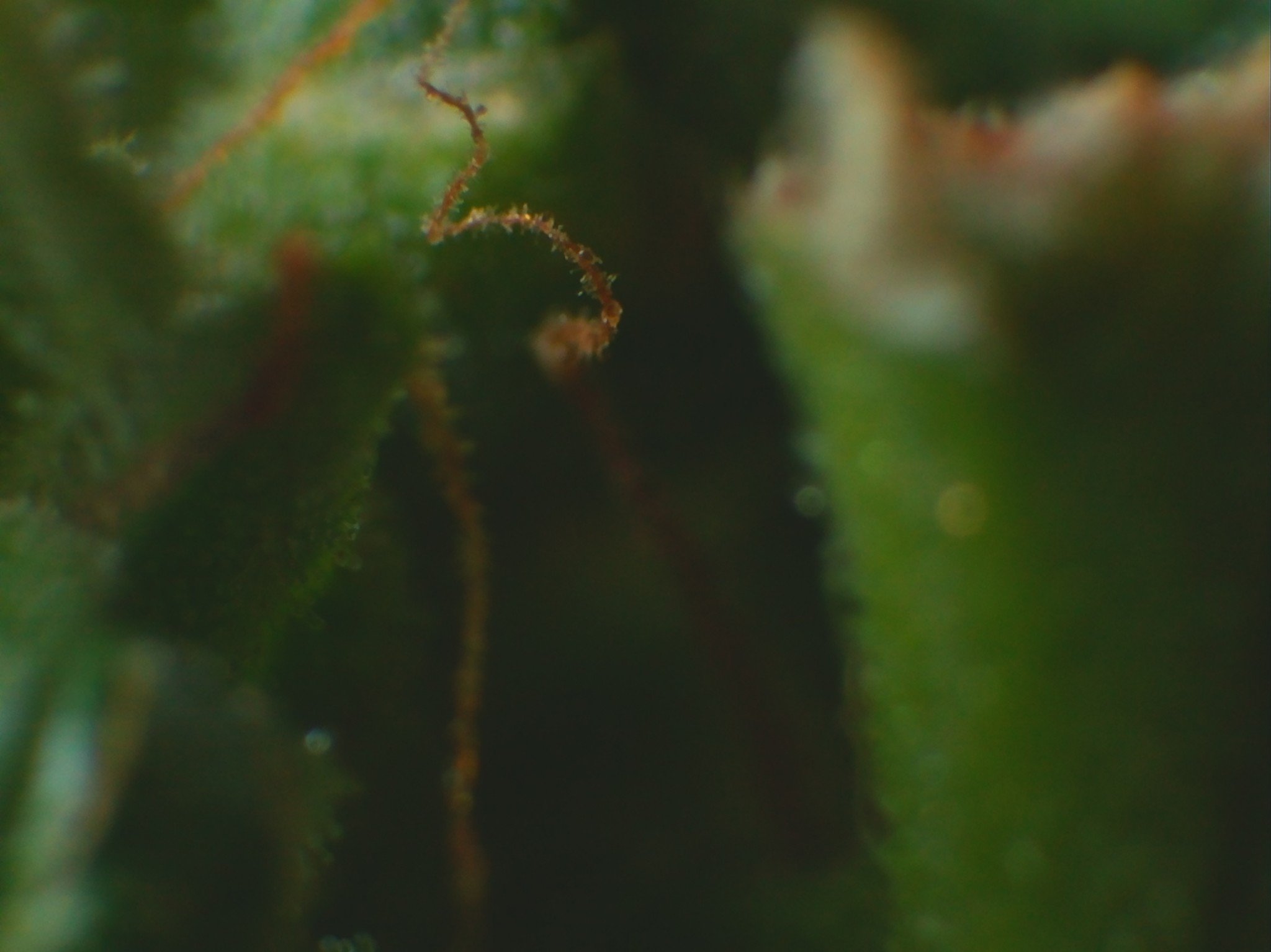 cuz seein is believein? GINGRUDERALIS