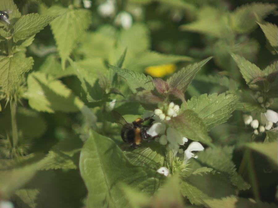 bumblebee-1.jpeg