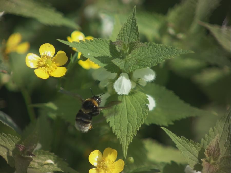 bumblebee-2.jpeg bumblebee-2.jpeg