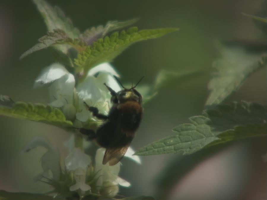 bumblebee.jpeg