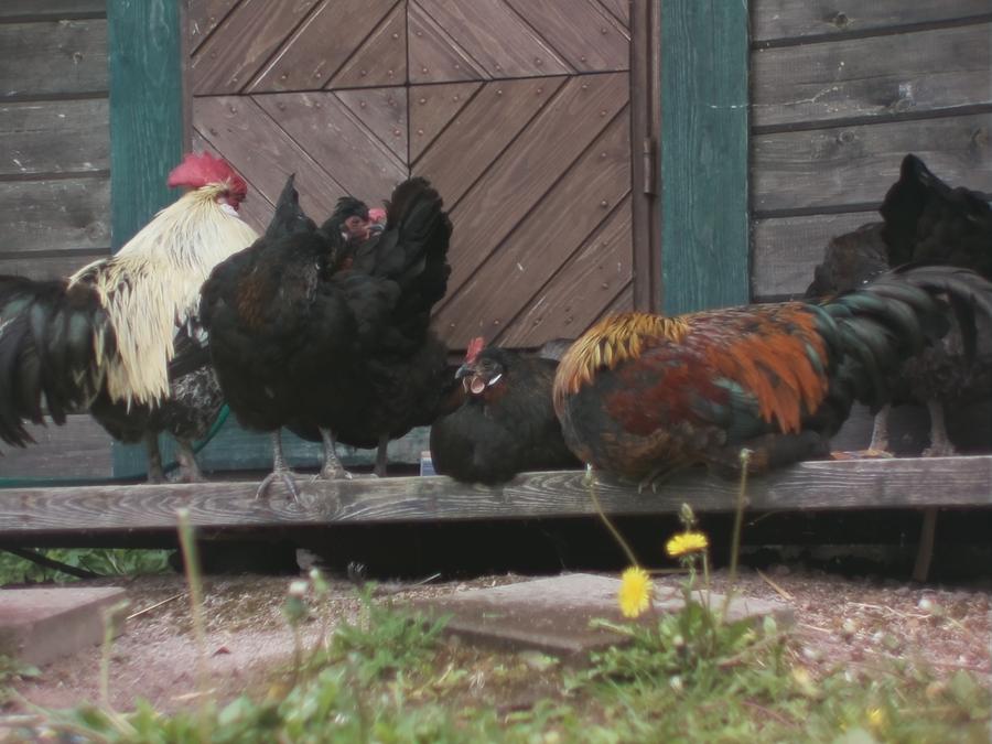 chillinchicken-1.jpeg
