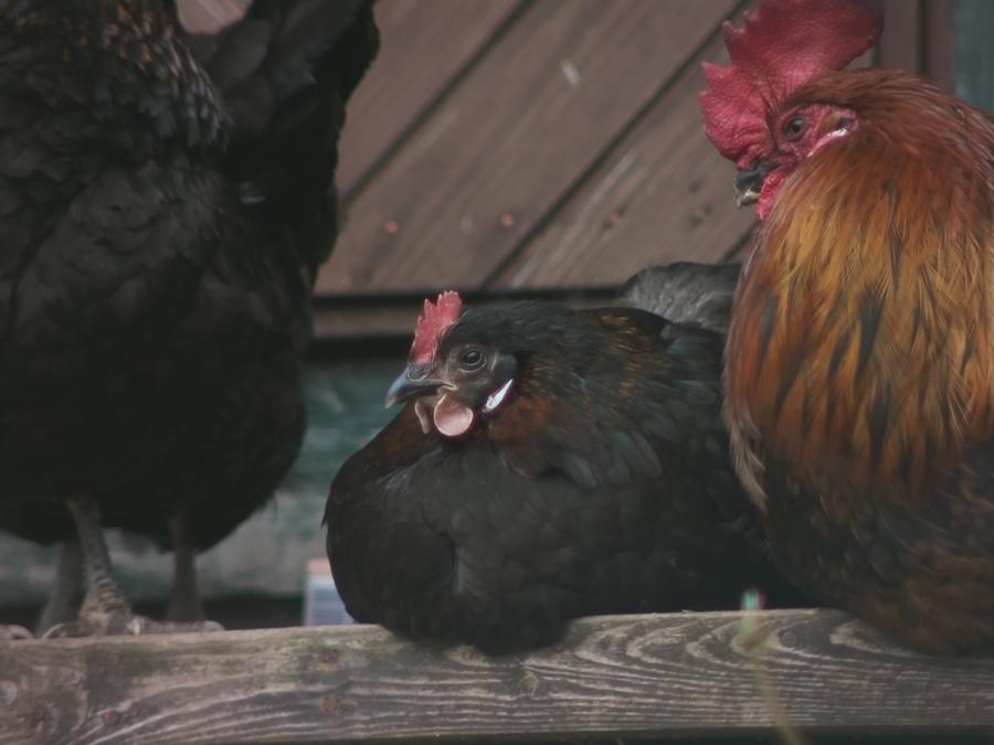 chillinchicken-10.jpeg