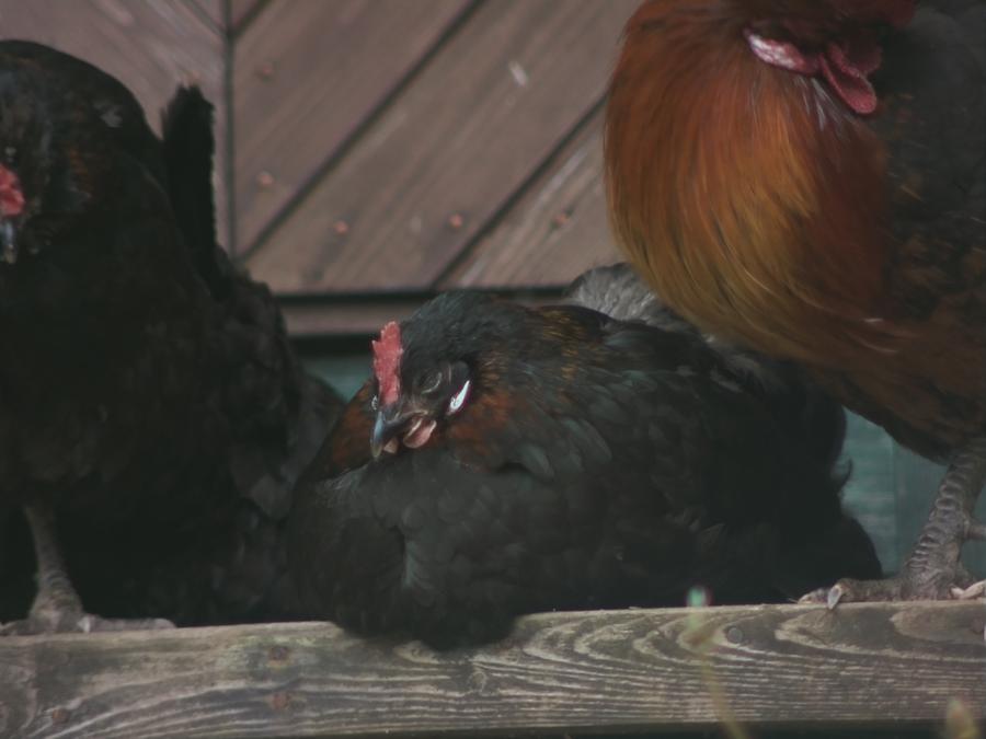chillinchicken-11.jpeg