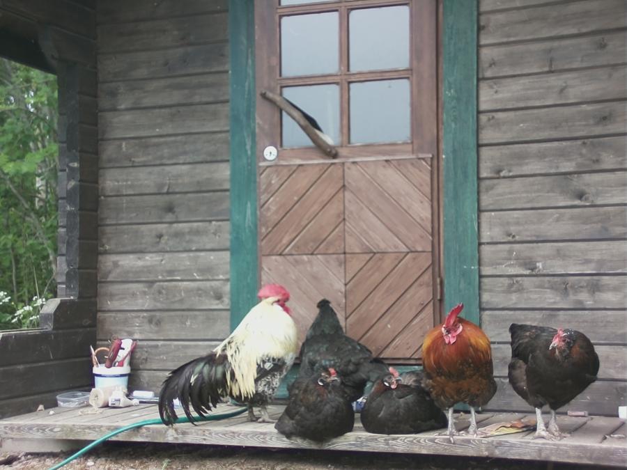 chillinchicken-12.jpeg