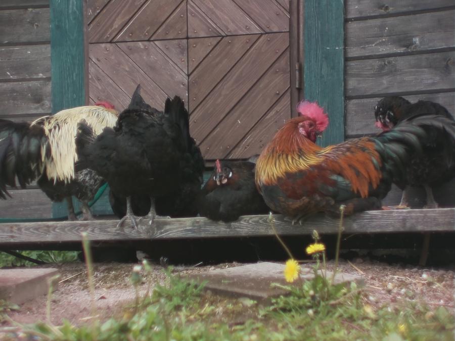 chillinchicken-2.jpeg