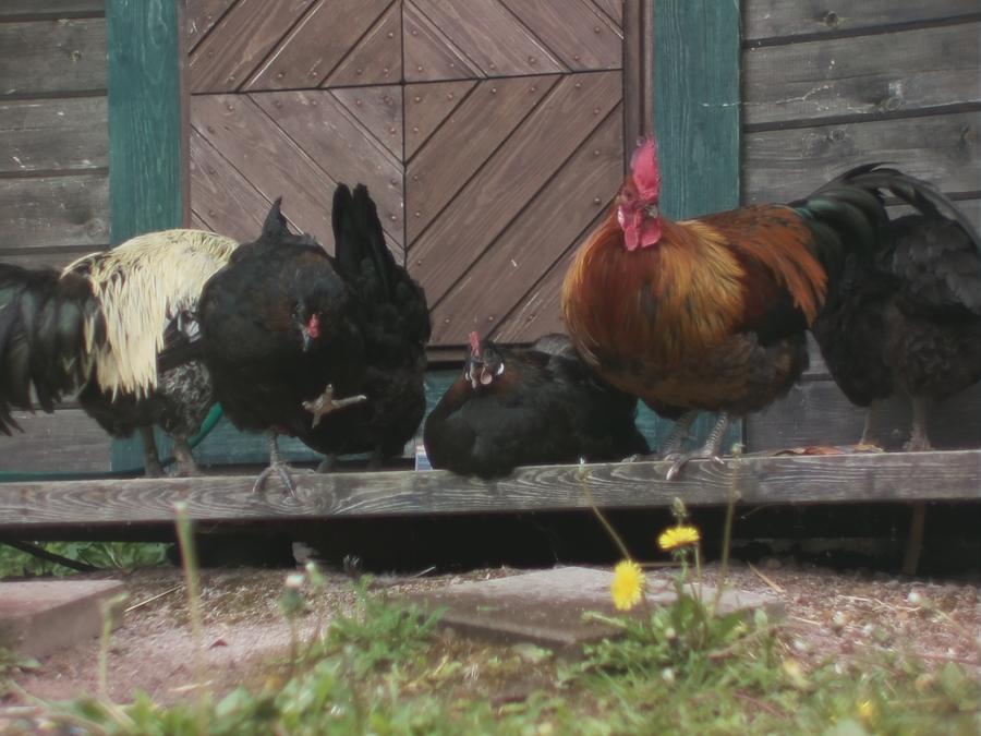 chillinchicken-3.jpeg