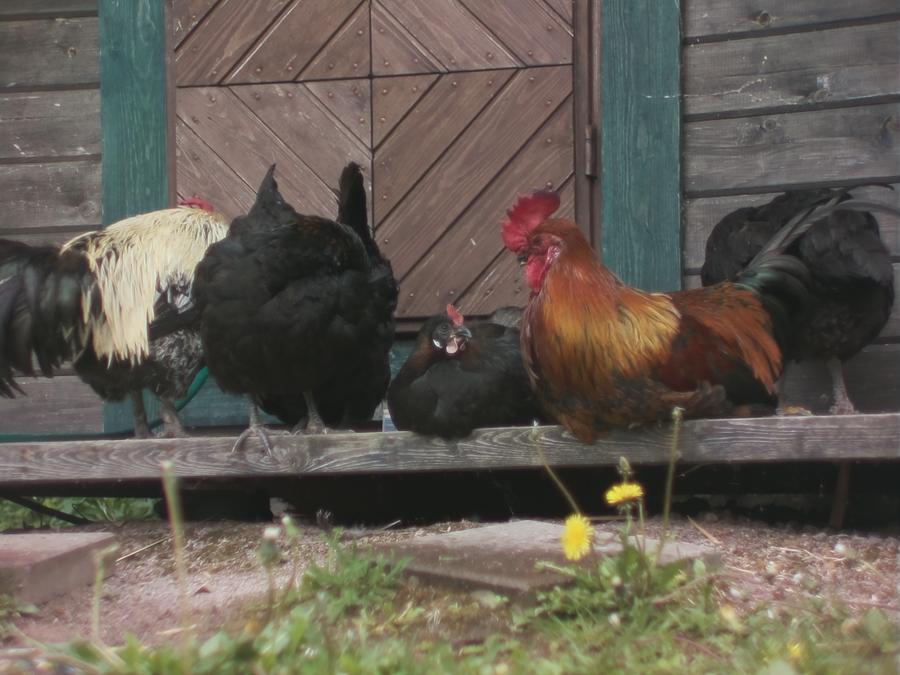 chillinchicken-4.jpeg