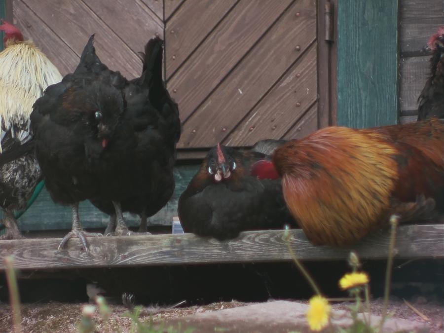 chillinchicken-5.jpeg