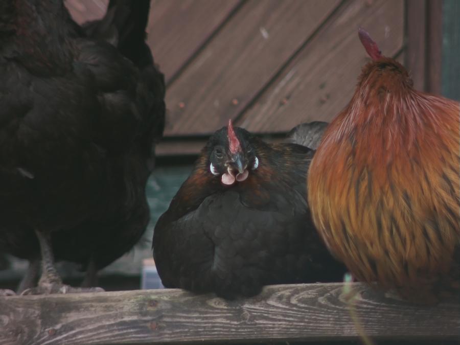 chillinchicken-6.jpeg