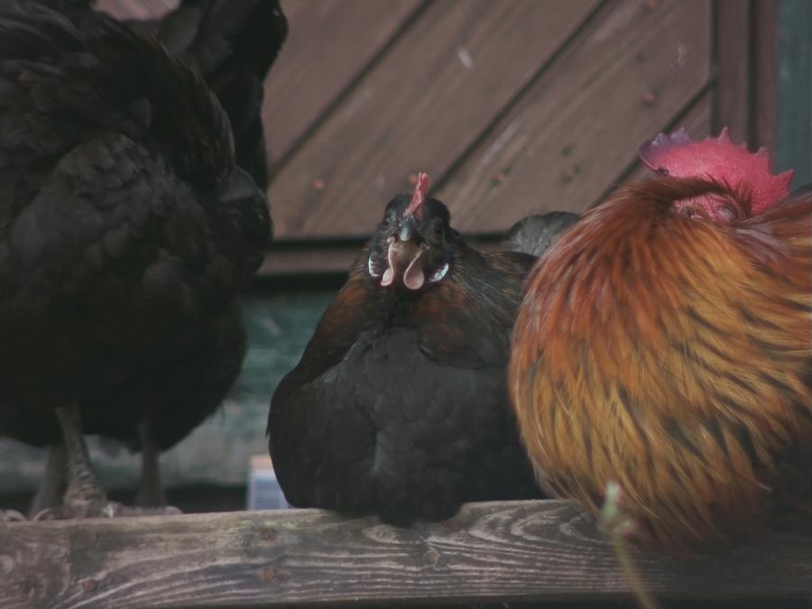 chillinchicken-7.jpeg