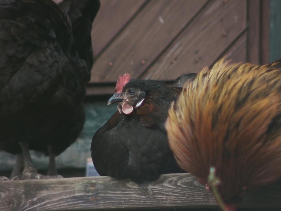 chillinchicken-8.jpeg chillinchicken-8.jpeg