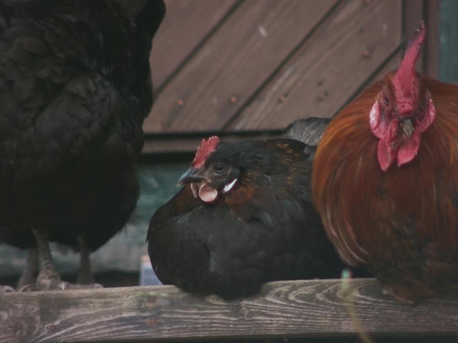 chillinchicken-9.jpeg