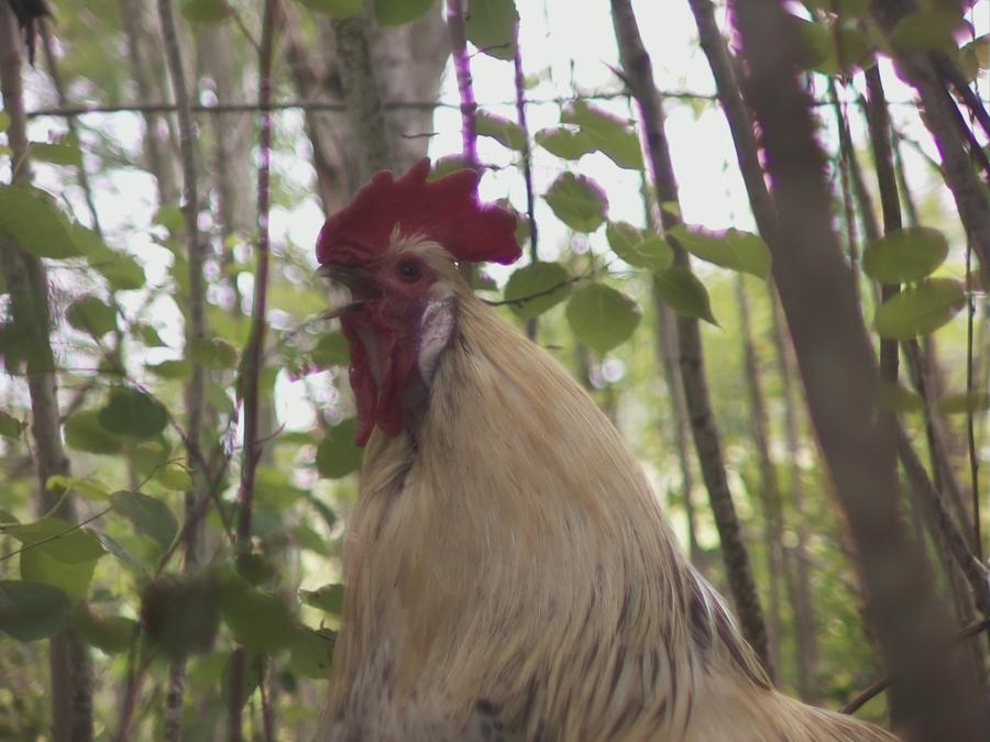 gonzopi-chicken-aspen-1.jpeg