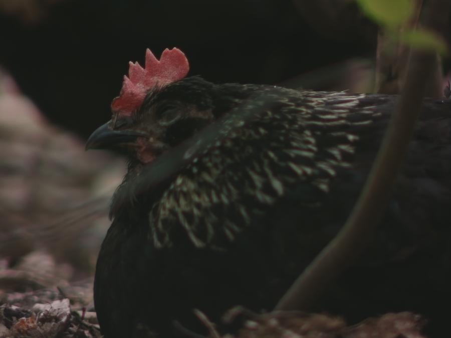gonzopi-chicken-aspen-10.jpeg