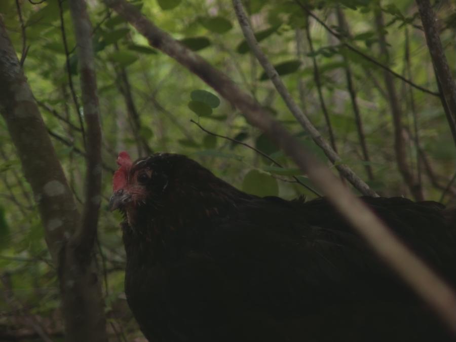 gonzopi-chicken-aspen-11.jpeg