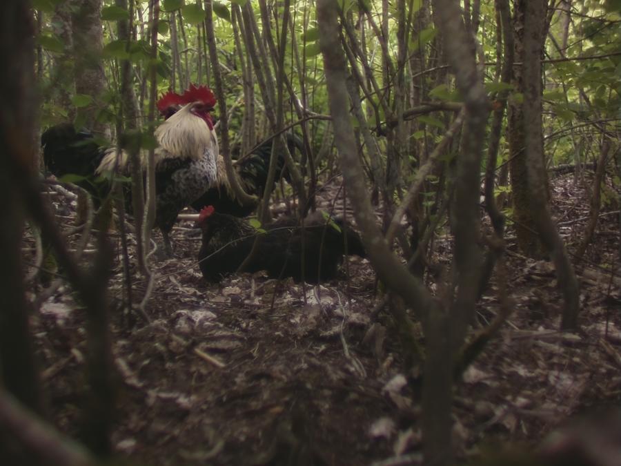 gonzopi-chicken-aspen-13.jpeg