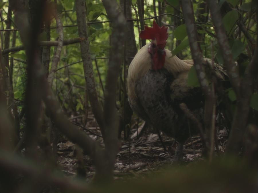 gonzopi-chicken-aspen-15.jpeg