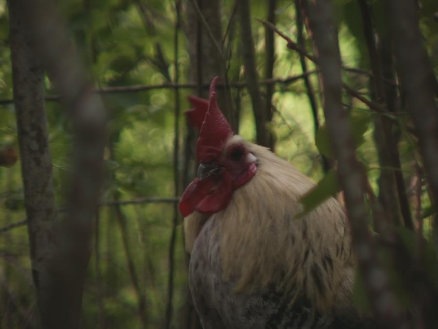 gonzopi-chicken-aspen-16.jpeg