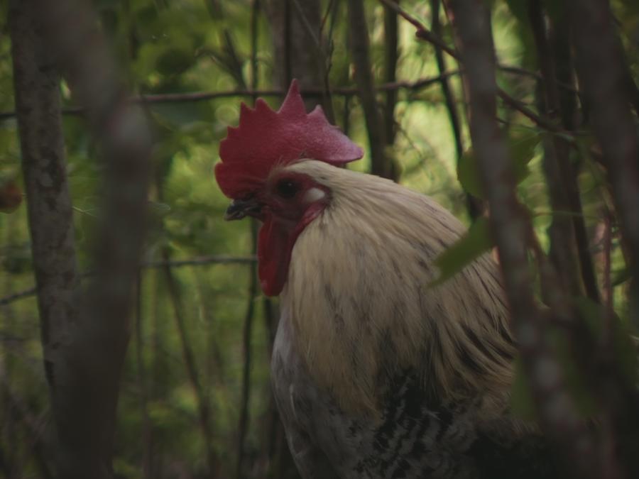 gonzopi-chicken-aspen-17.jpeg