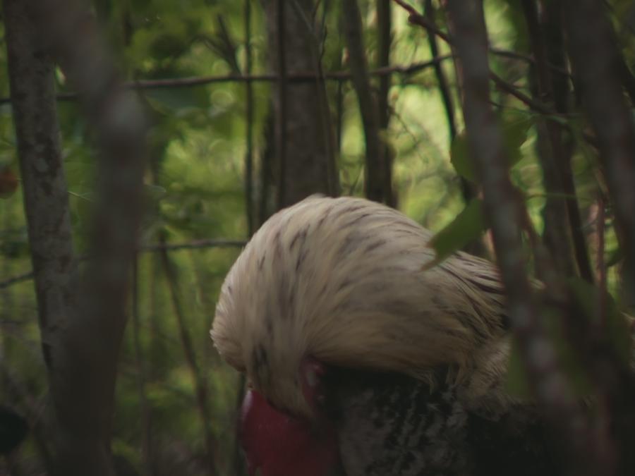 gonzopi-chicken-aspen-18.jpeg