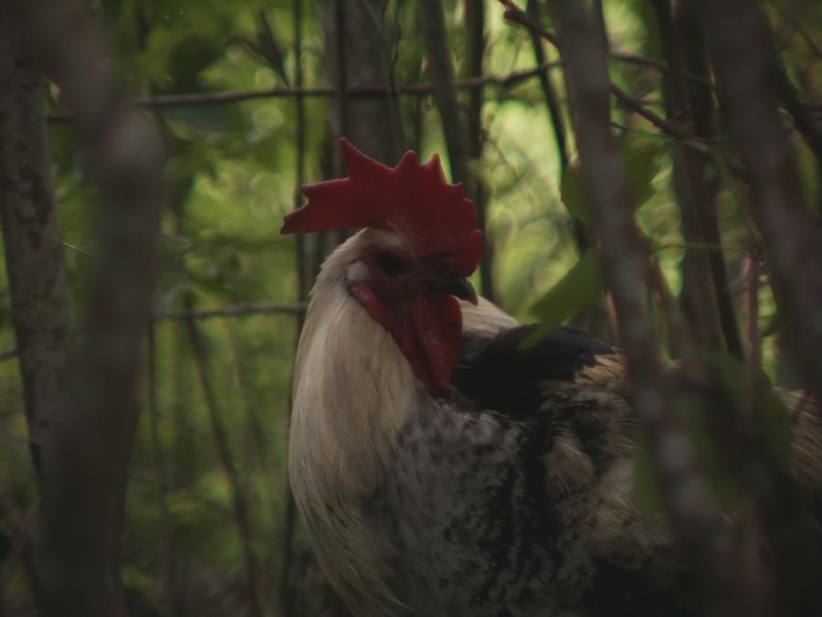 gonzopi-chicken-aspen-19.jpeg
