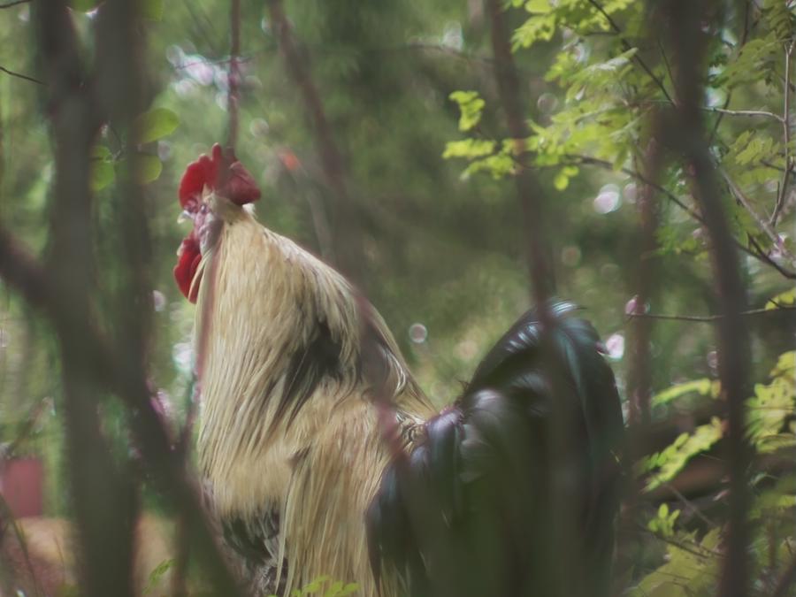 gonzopi-chicken-aspen-2.jpeg