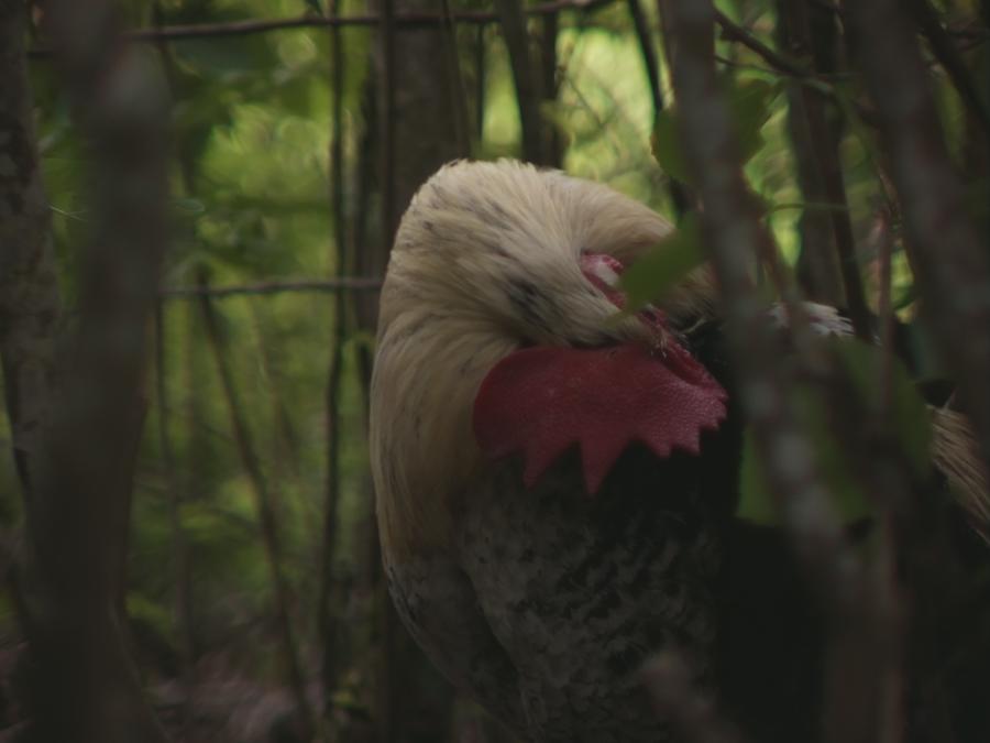 gonzopi-chicken-aspen-20.jpeg