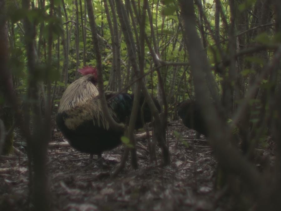 gonzopi-chicken-aspen-21.jpeg