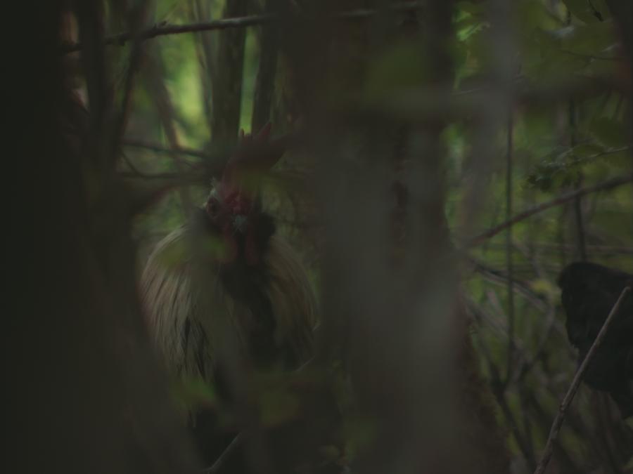 gonzopi-chicken-aspen-22.jpeg