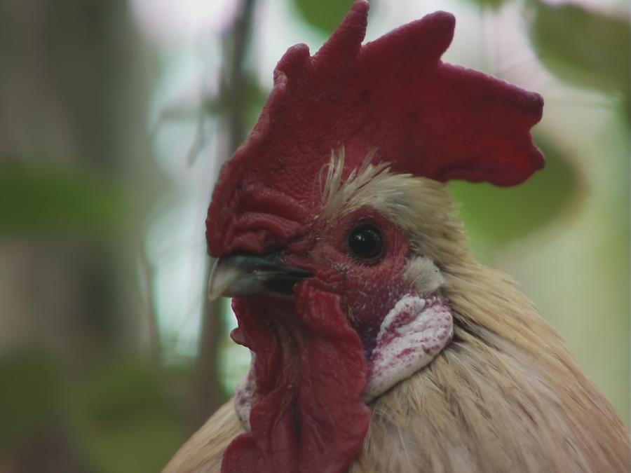 gonzopi-chicken-aspen-3.jpeg