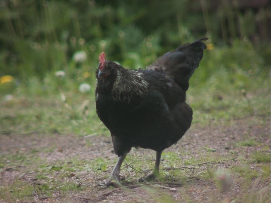 gonzopi-chicken-aspen-37.jpeg