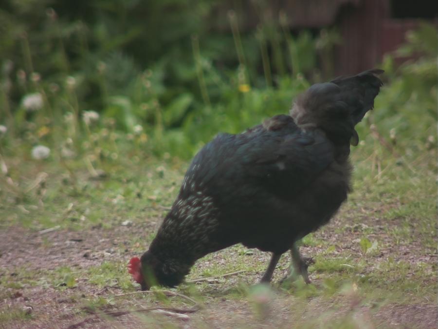 gonzopi-chicken-aspen-38.jpeg