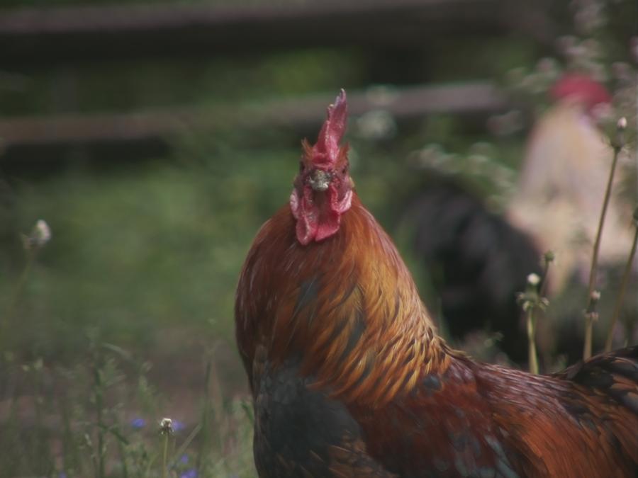 gonzopi-chicken-aspen-39.jpeg