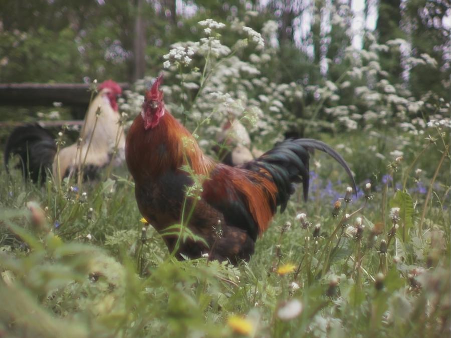 gonzopi-chicken-aspen-40.jpeg