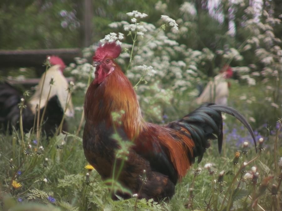 gonzopi-chicken-aspen-41.jpeg gonzopi-chicken-aspen-41.jpeg