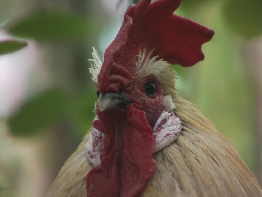 gonzopi-chicken-aspen-6.jpeg