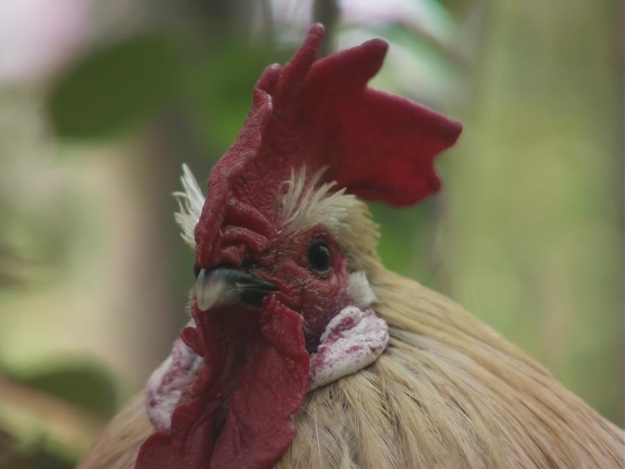 gonzopi-chicken-aspen-7.jpeg