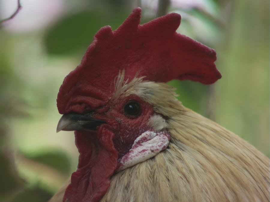 gonzopi-chicken-aspen-8.jpeg