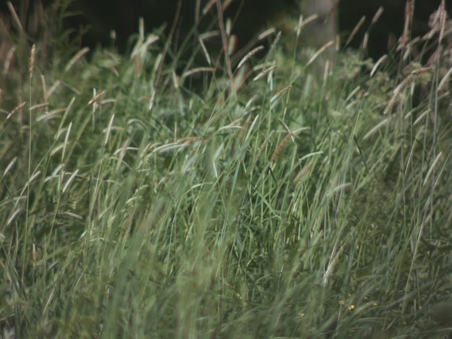 grass-1.jpeg