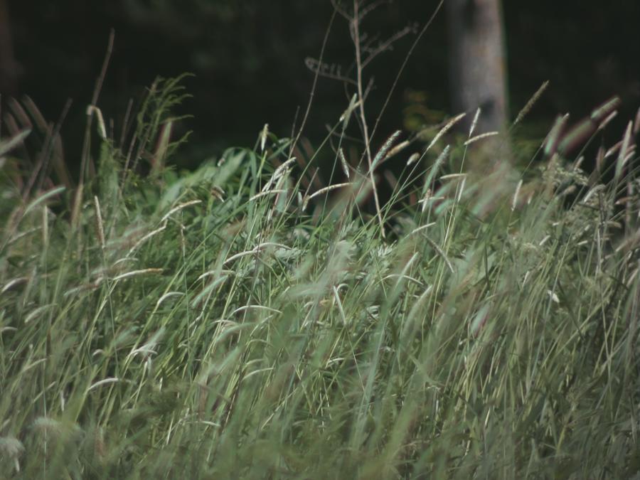 grass-3.jpeg