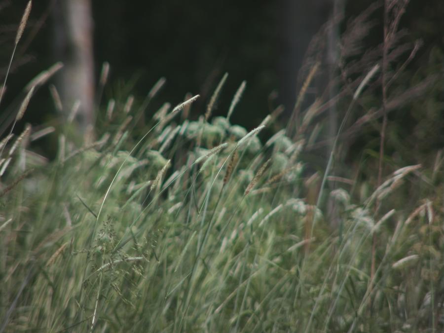 grass-in-wind-1.jpeg
