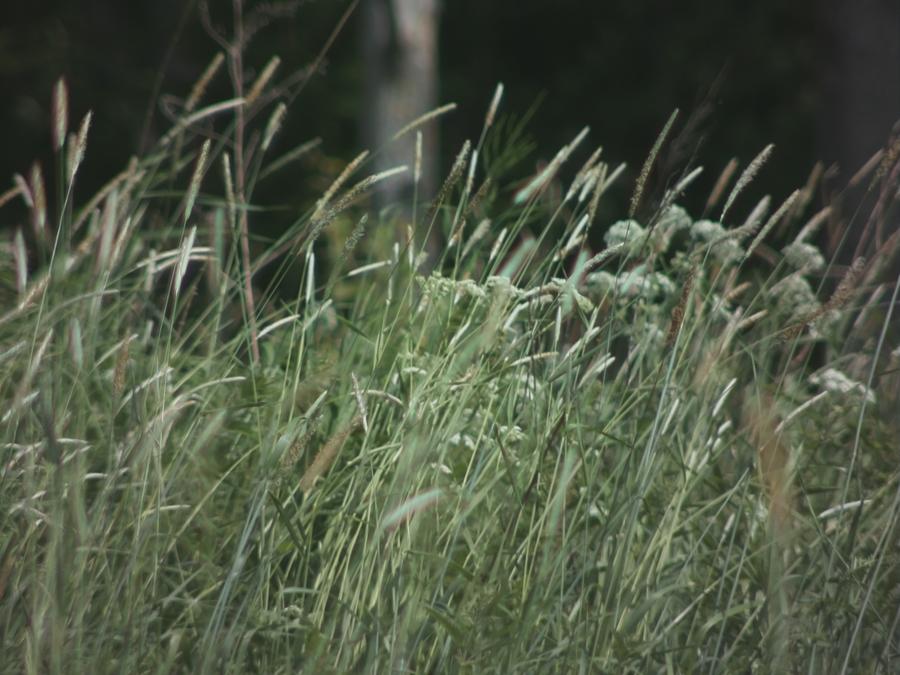 grass-in-wind-2.jpeg