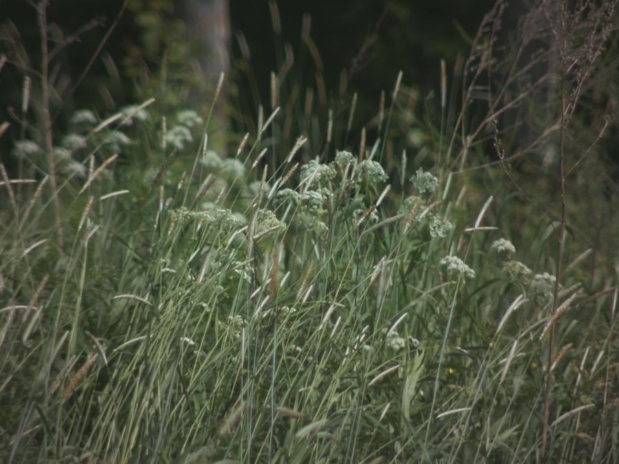 grass-in-wind-3.jpeg