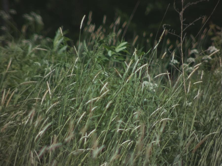 grass-in-wind-4.jpeg