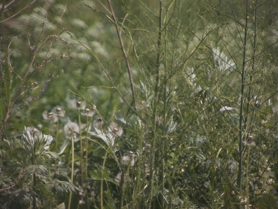 grass-in-wind-5.jpeg