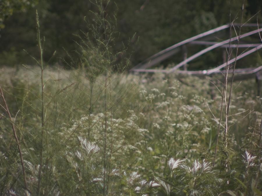 grass-in-wind-6.jpeg